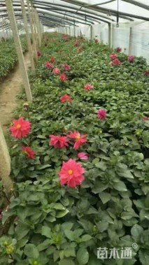 高度40厘米大丽花