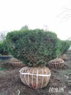 高度120厘米雀舌黄杨