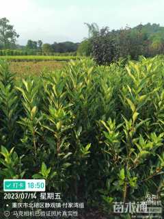 高度150厘米青珊瑚