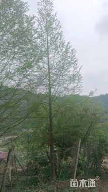 20公分水杉
