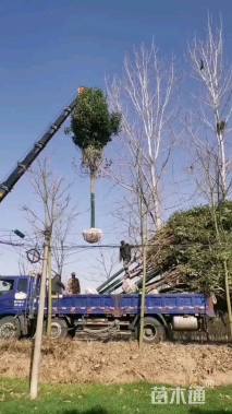 10公分大叶女贞