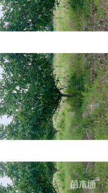 12公分垂丝海棠