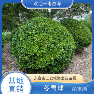 冠幅150厘米冬青球