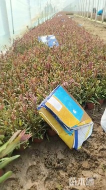 高度35厘米山桃草