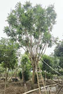 28公分蓝花楹