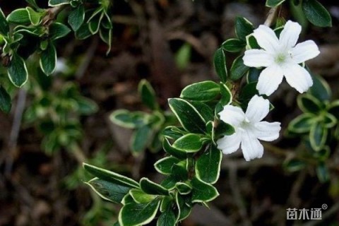 高度50厘米六月雪