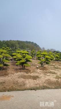 12公分造型亮晶女贞