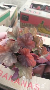 高度5厘米矾根
