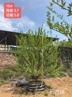 高度450厘米南丰蜜桔