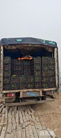 高度30厘米鼠尾草