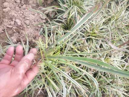 高度20厘米金边麦冬