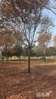 14公分榉树