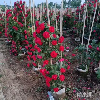 高度160厘米蔷薇