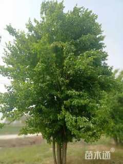 高度800厘米丛生三角枫