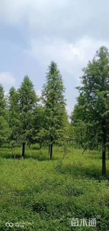 8公分落羽杉
