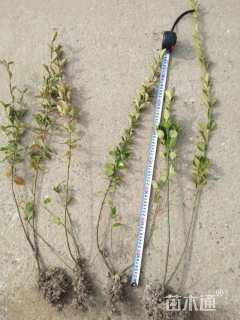 高度70厘米栓翅卫矛