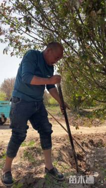 20公分八棱海棠