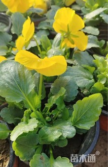 高度10厘米三色堇