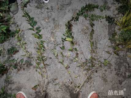 高度50厘米花叶连翘