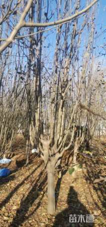 12公分西府海棠