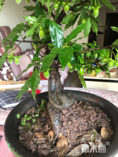 高度1200厘米金弹子