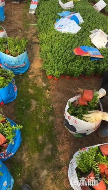 高度20厘米细叶萼距花