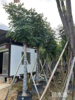 12公分黄山栾树