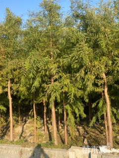 10公分中山杉