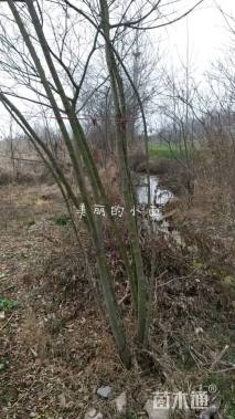 25公分朴树