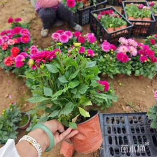 高度22厘米大丽花