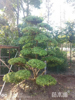 15公分造型黄杨