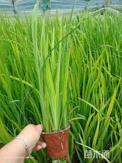 高度50厘米黄菖蒲