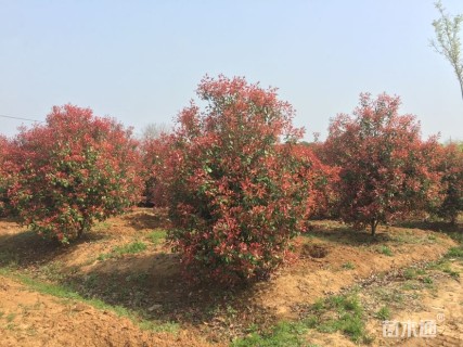 12公分红叶石楠