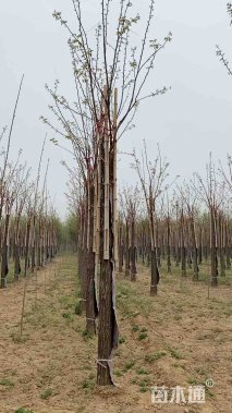 15公分嫁接香花槐
