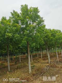 10公分金叶白蜡