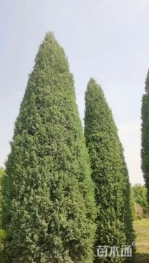 高度700厘米桧柏