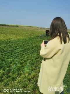 高度15厘米麦冬