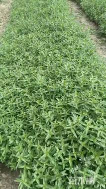 高度20厘米千屈菜