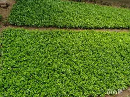 高度12厘米小叶黄杨