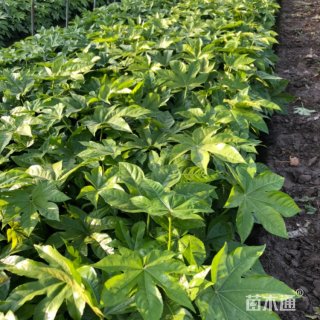高度30厘米八角金盘小苗
