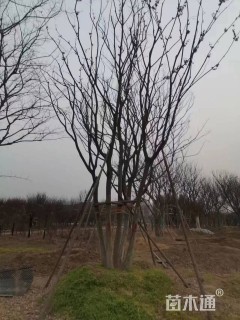 60公分(5杆)丛生朴树