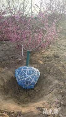 13公分红叶碧桃