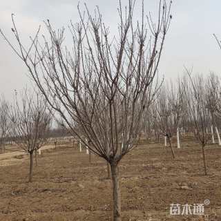 8公分樱花