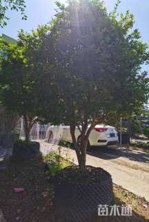 高度230厘米嘉宝果