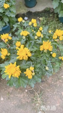 高度30厘米菊花