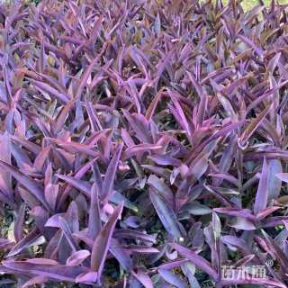 高度25厘米紫叶鸭跖草