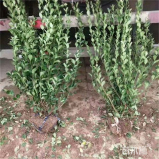 高度60厘米卫矛小苗