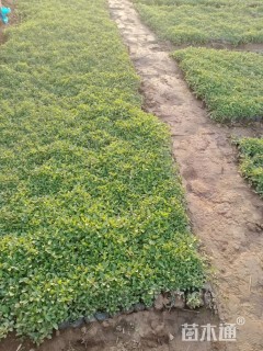 高度15厘米婆婆纳