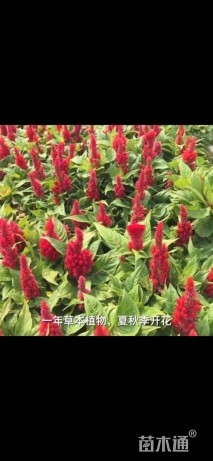 高度15厘米鸡冠花