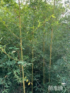 地栽苗金镶玉竹